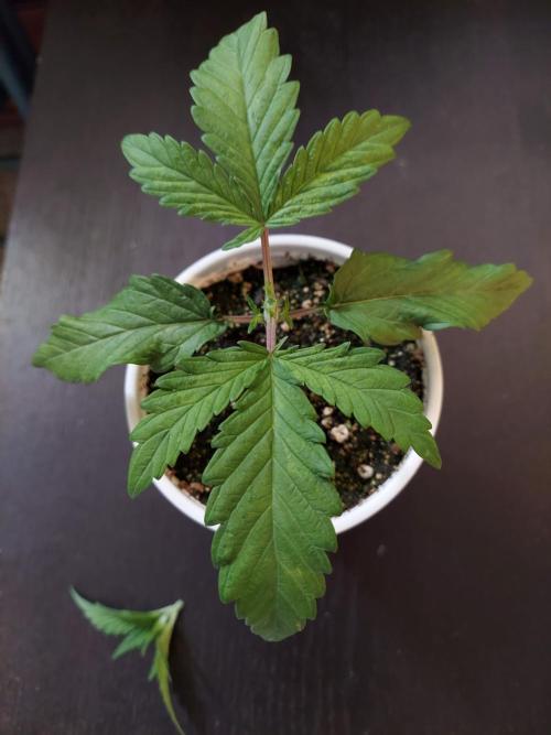The Garden 2020 - GGxWW Solo Cup Grow. Week 2