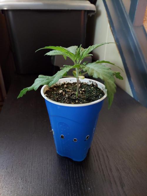 The Garden 2020 - GGxWW Solo Cup Grow. Week 2