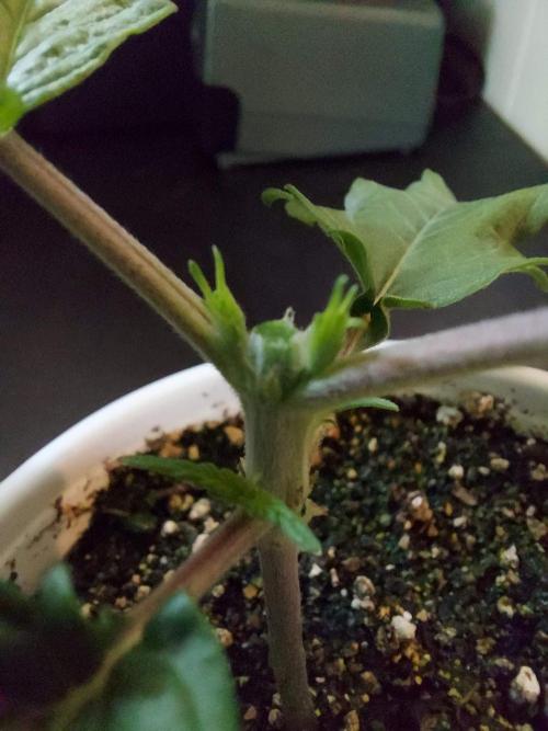 The Garden 2020 - GGxWW Solo Cup Grow. Week 2