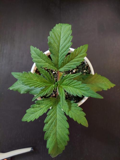 The Garden 2020 - GGxWW Solo Cup Grow. Week 2