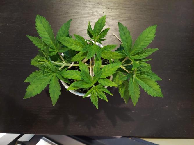 The Garden 2020 - GGxWW Solo Cup Grow. Week 3