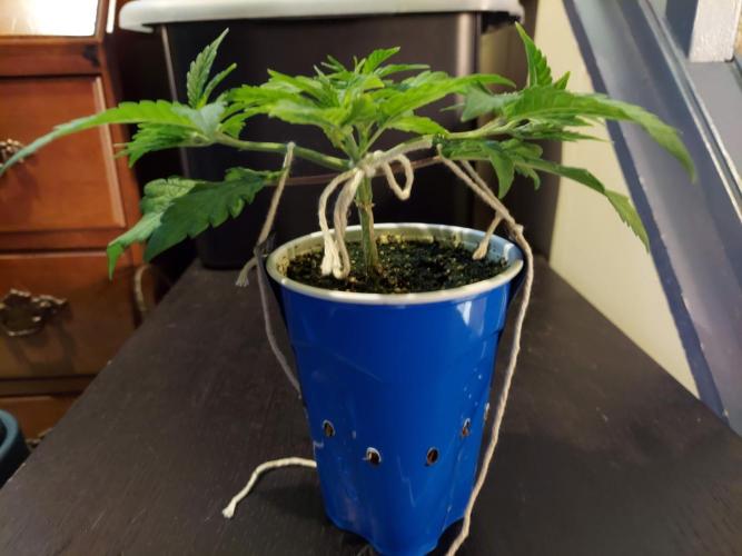 The Garden 2020 - GGxWW Solo Cup Grow. Week 3