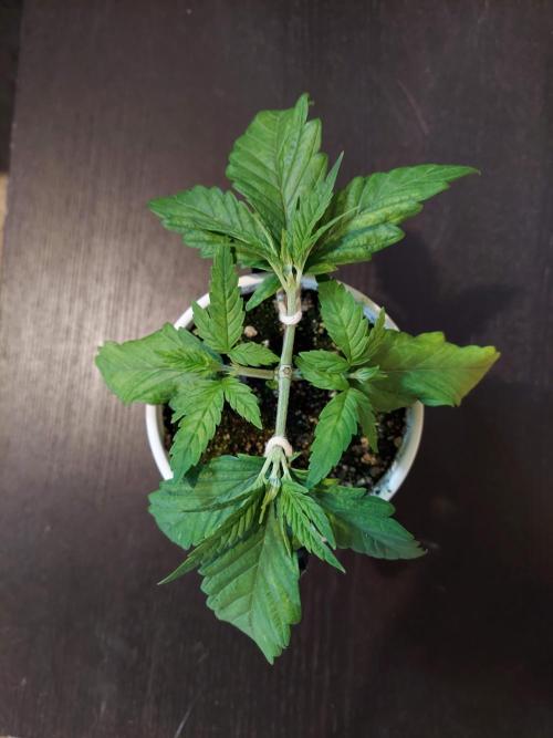 The Garden 2020 - GGxWW Solo Cup Grow. Week 3