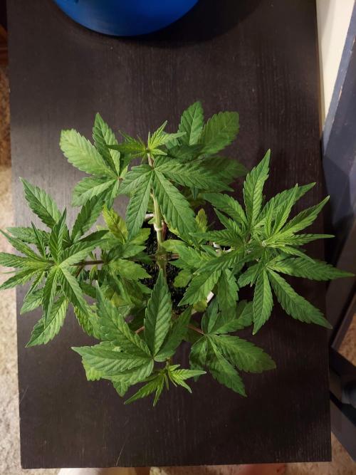 The Garden 2020 - GGxWW Solo Cup Grow. Week 4