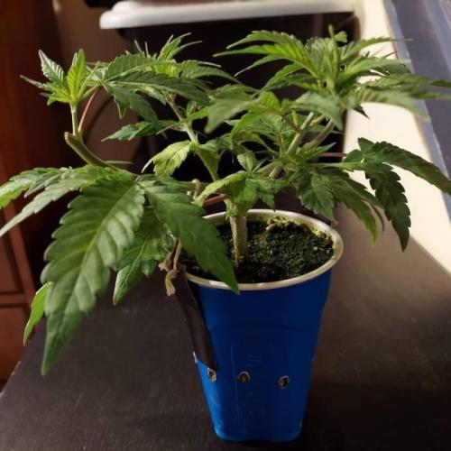 The Garden 2020 - GGxWW Solo Cup Grow. Week 4