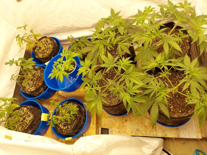 The Garden 2020 - GGxWW Solo Cup Grow. Week 4