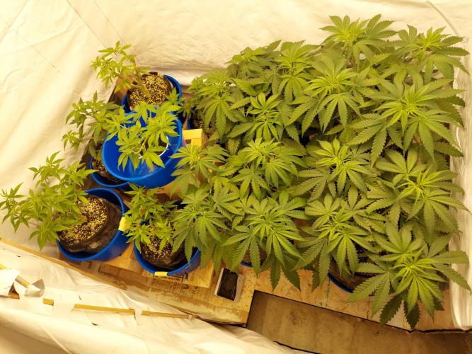 The Garden 2020 - GGxWW Solo Cup Grow. Week 4
