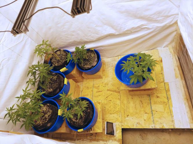The Garden 2020 - GGxWW Solo Cup Grow. Week 5