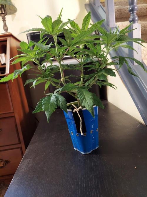 The Garden 2020 - GGxWW Solo Cup Grow. Week 5