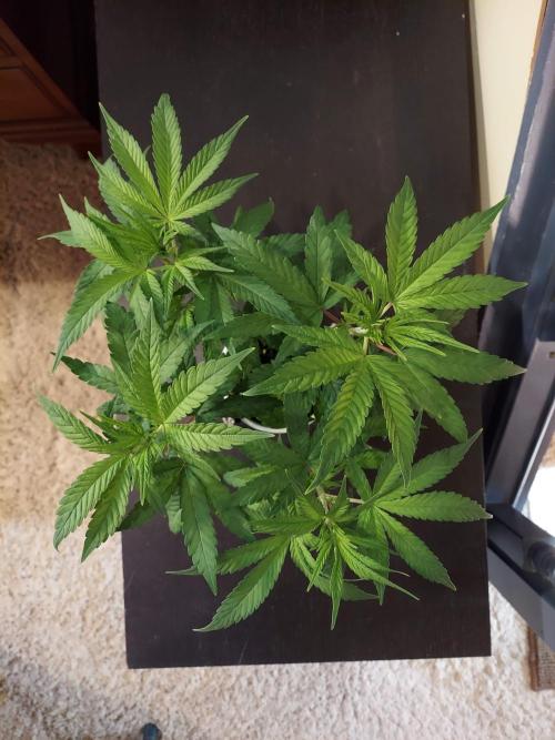 The Garden 2020 - GGxWW Solo Cup Grow. Week 5