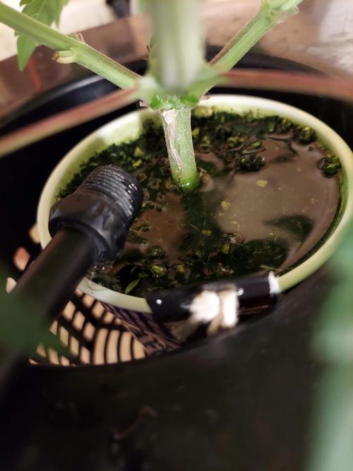 The Garden 2020 - GGxWW Solo Cup Grow. Week 5