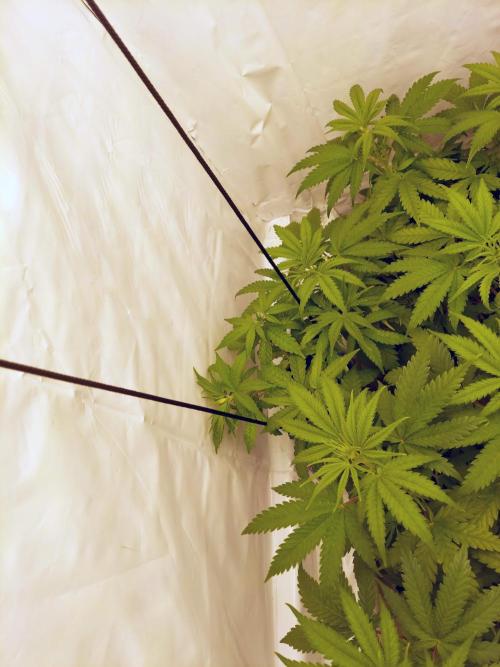 The Garden 2020 - GGxWW Solo Cup Grow. Week 5