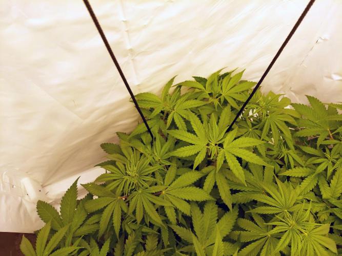 The Garden 2020 - GGxWW Solo Cup Grow. Week 5