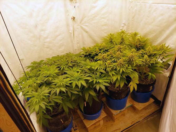 The Garden 2020 - GGxWW Solo Cup Grow. Week 5
