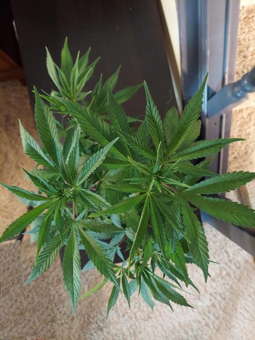 The Garden 2020 - GGxWW Solo Cup Grow. Week 6