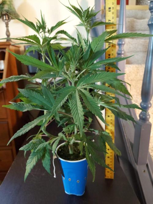 The Garden 2020 - GGxWW Solo Cup Grow. Week 6