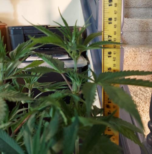 The Garden 2020 - GGxWW Solo Cup Grow. Week 6