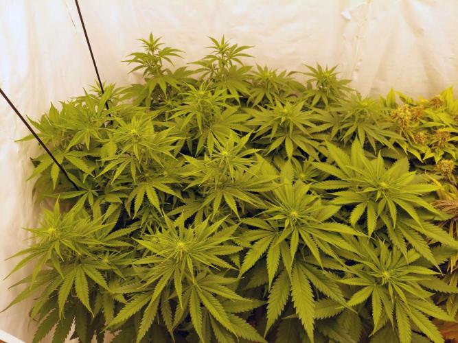 The Garden 2020 - GGxWW Solo Cup Grow. Week 6