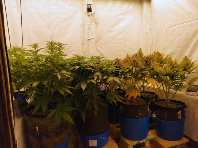 The Garden 2020 - GGxWW Solo Cup Grow. Week 6