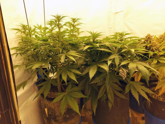 The Garden 2020 - GGxWW Solo Cup Grow. Week 6