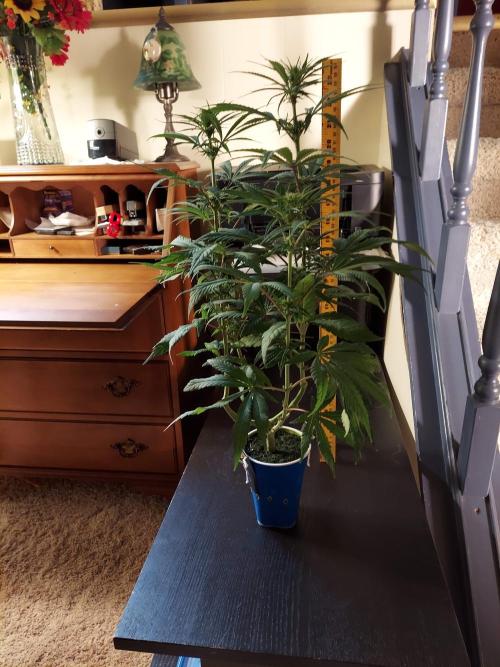 The Garden 2020 - GGxWW Solo Cup Grow. Week 7
