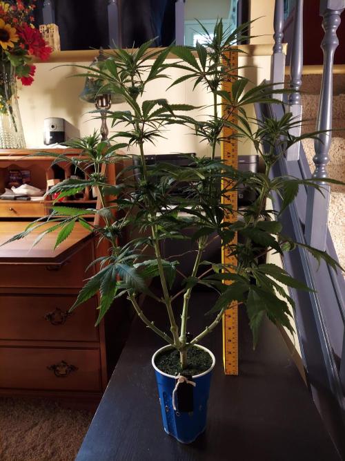 The Garden 2020 - GGxWW Solo Cup Grow. Week 7