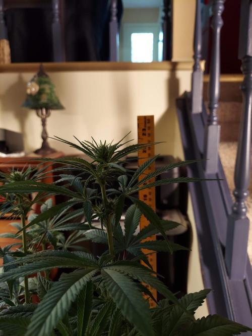 The Garden 2020 - GGxWW Solo Cup Grow. Week 7