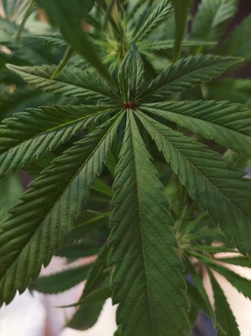 The Garden 2020 - GGxWW Solo Cup Grow. Week 7
