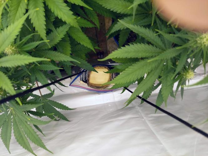 The Garden 2020 - GGxWW Solo Cup Grow. Week 7