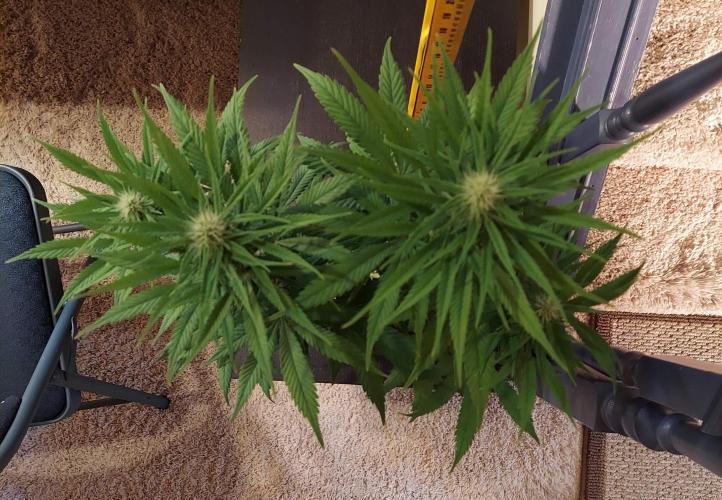 The Garden 2020 - GGxWW Solo Cup Grow. Week 8