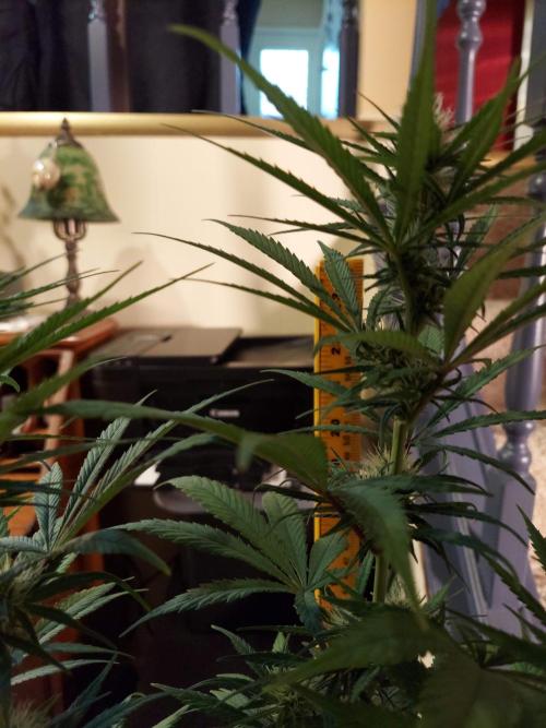 The Garden 2020 - GGxWW Solo Cup Grow. Week 8
