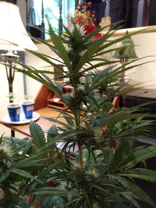 The Garden 2020 - GGxWW Solo Cup Grow. Week 8