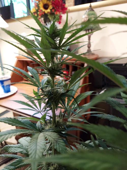 The Garden 2020 - GGxWW Solo Cup Grow. Week 8