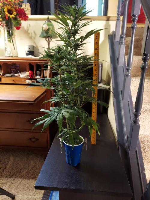The Garden 2020 - GGxWW Solo Cup Grow. Week 8