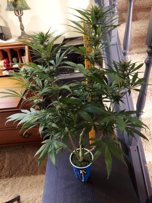 The Garden 2020 - GGxWW Solo Cup Grow. Week 8