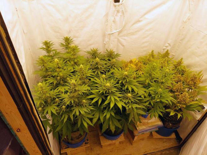 The Garden 2020 - GGxWW Solo Cup Grow. Week 8