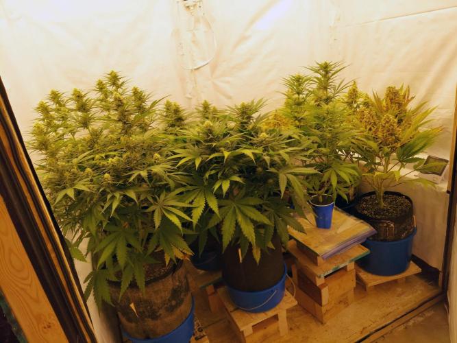 The Garden 2020 - GGxWW Solo Cup Grow. Week 8
