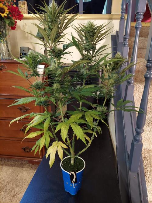 The Garden 2020 - GGxWW Solo Cup Grow. Week 9