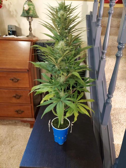 The Garden 2020 - GGxWW Solo Cup Grow. Week 9