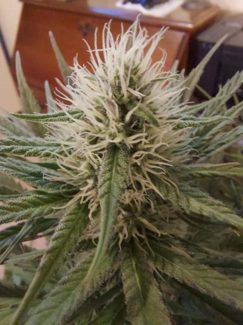 The Garden 2020 - GGxWW Solo Cup Grow. Week 9
