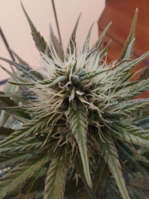 The Garden 2020 - GGxWW Solo Cup Grow. Week 9