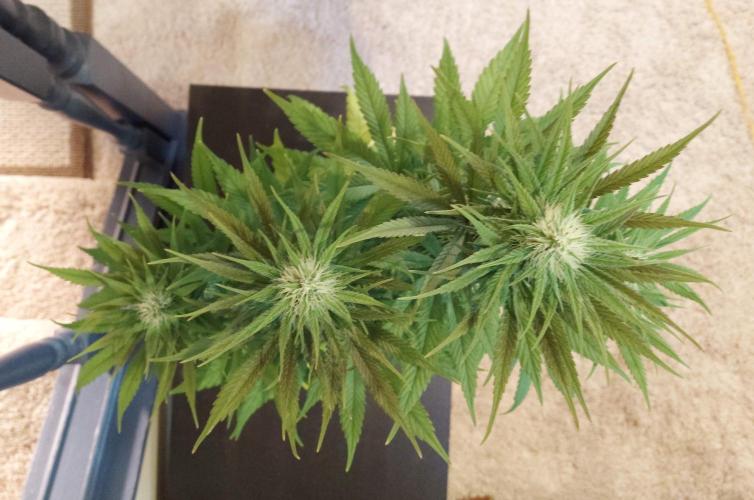 The Garden 2020 - GGxWW Solo Cup Grow. Week 9