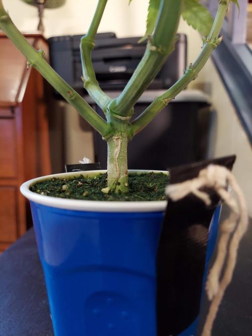 The Garden 2020 - GGxWW Solo Cup Grow. Week 9