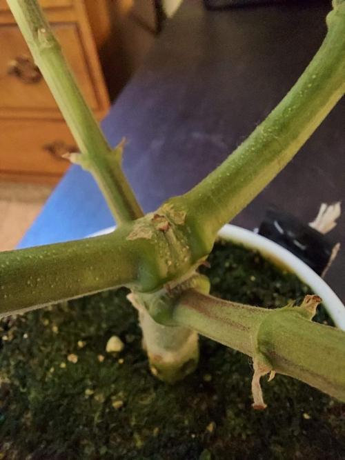 The Garden 2020 - GGxWW Solo Cup Grow. Week 9