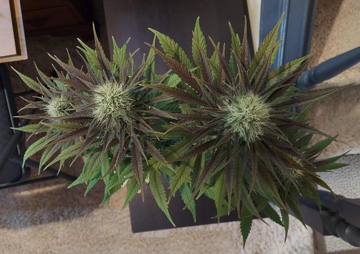 The Garden 2020 - GGxWW Solo Cup Grow. Week 10