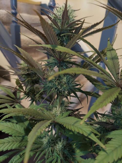 The Garden 2020 - GGxWW Solo Cup Grow. Week 10