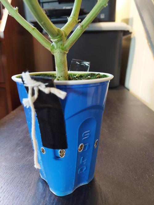 The Garden 2020 - GGxWW Solo Cup Grow. Week 10