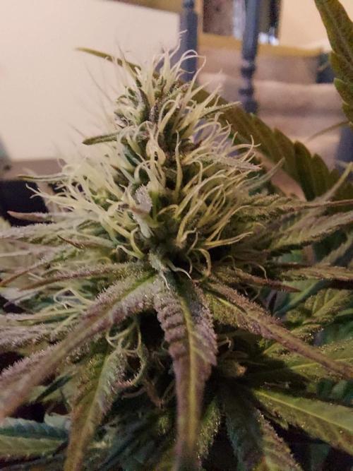 The Garden 2020 - GGxWW Solo Cup Grow. Week 10
