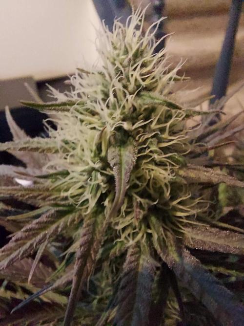 The Garden 2020 - GGxWW Solo Cup Grow. Week 10