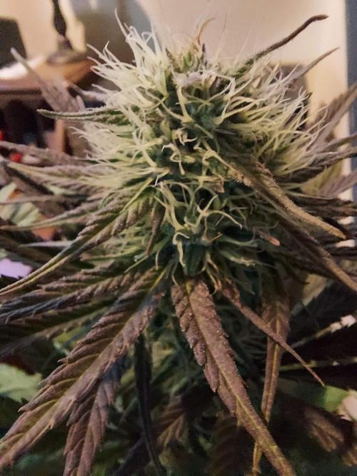 The Garden 2020 - GGxWW Solo Cup Grow. Week 10